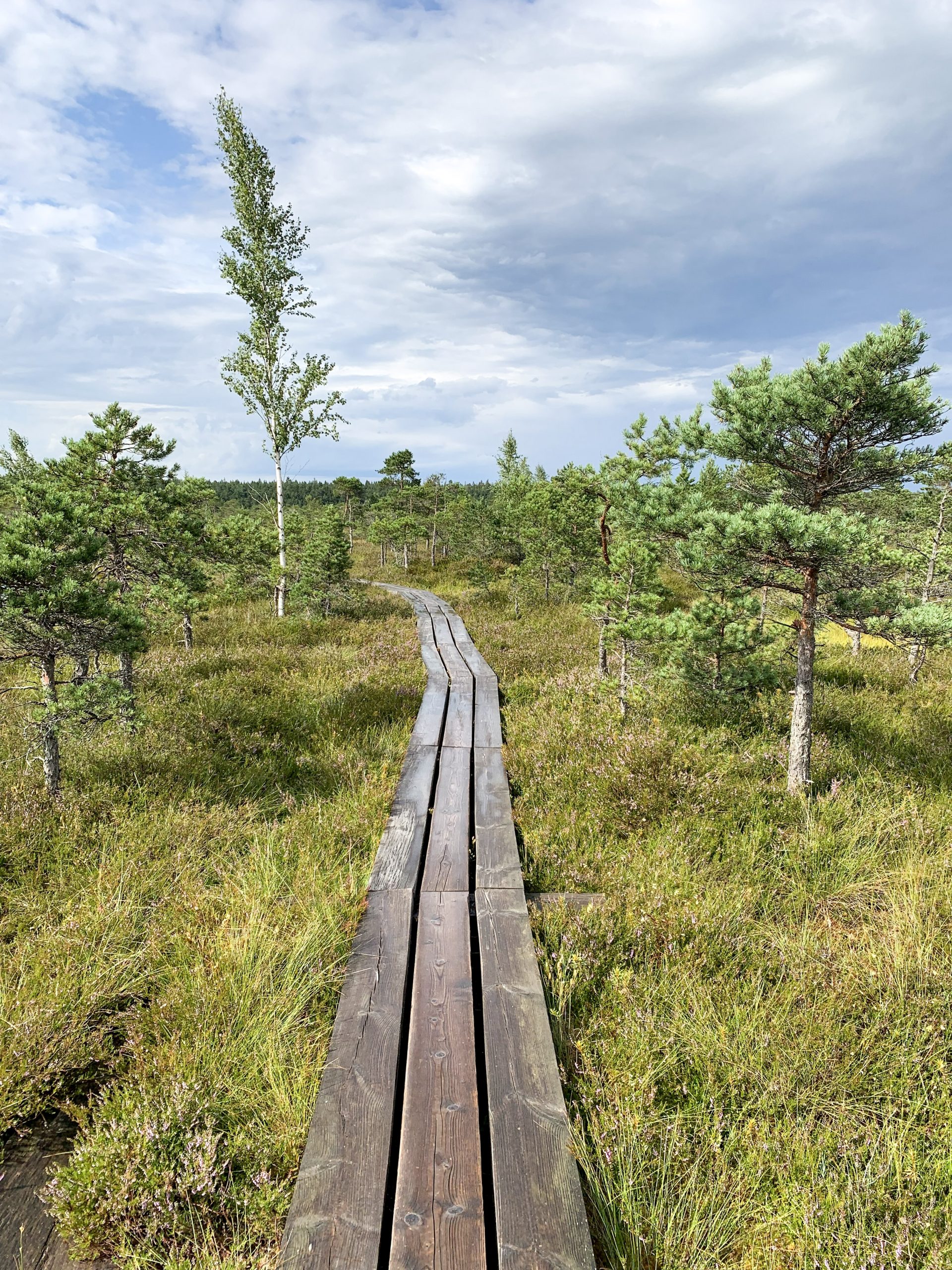 Great Kemeri Bog Boardwalk - The Best Thing To Do in Jurmala, Latvia | lifestyletraveler.co | IG: @lifestyletraveler.co