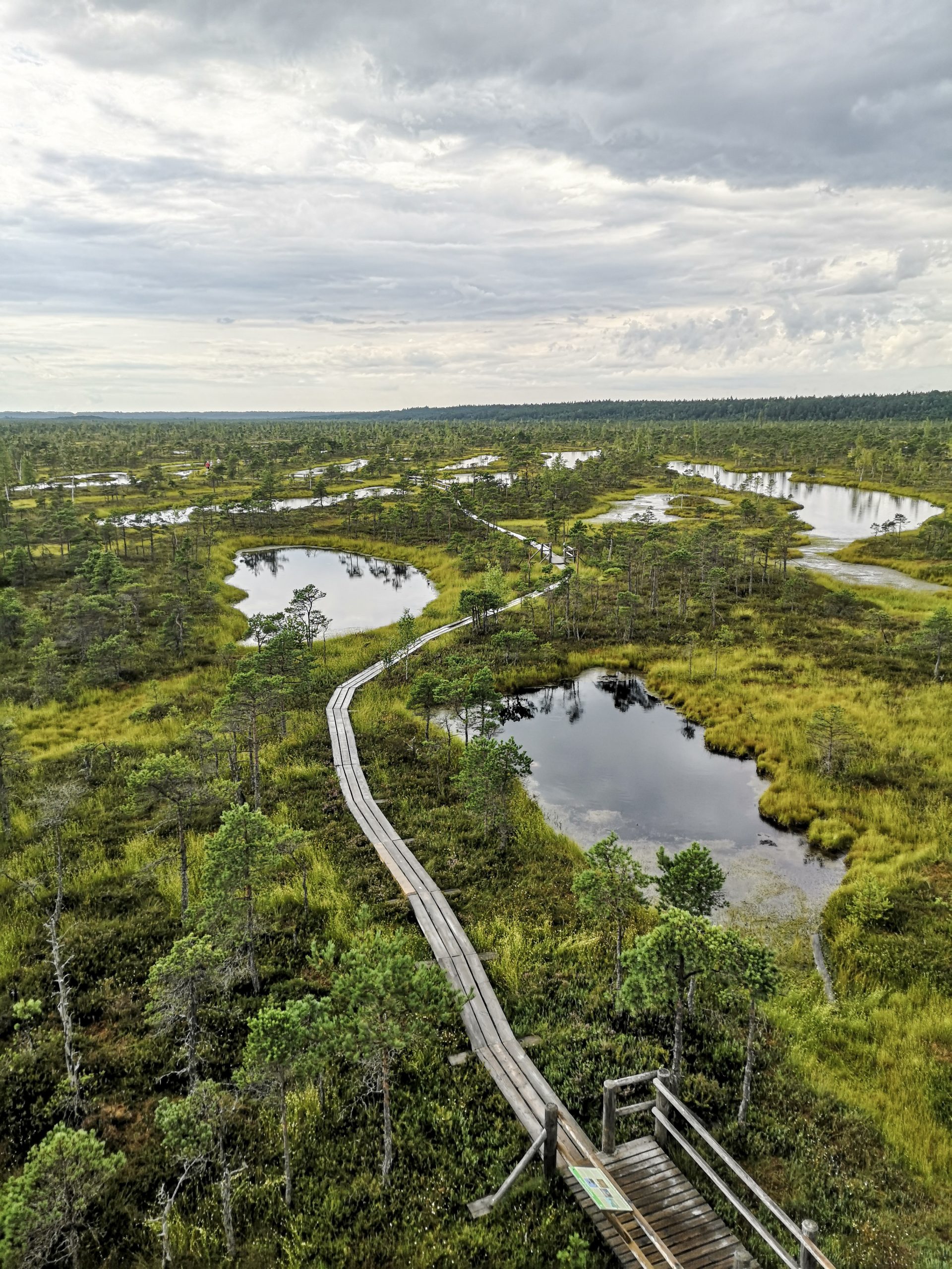 Great Kemeri Bog Boardwalk - The Best Thing To Do in Jurmala, Latvia | lifestyletraveler.co | IG: @lifestyletraveler.co