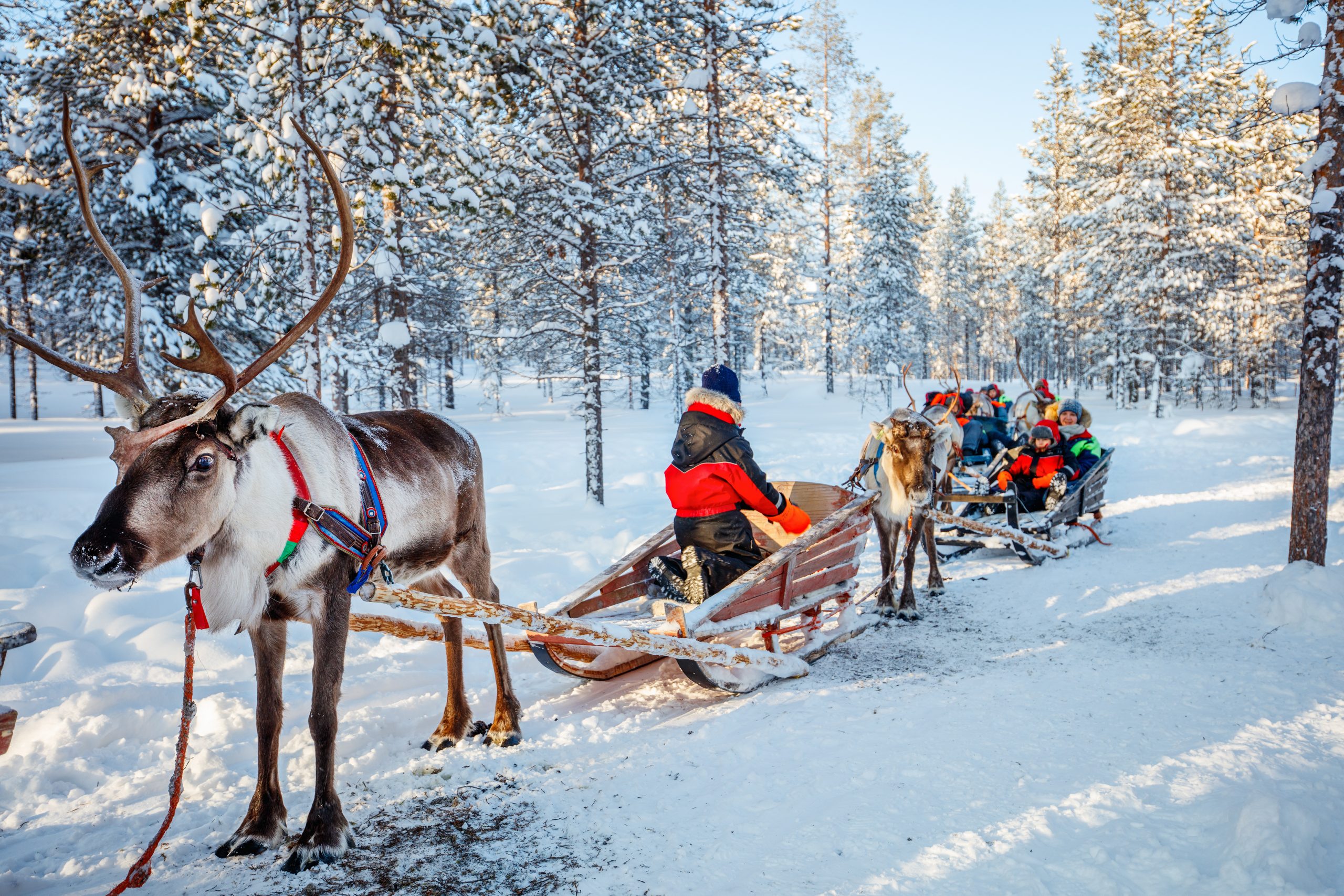 Reindeer safari in winter forest in Lapland