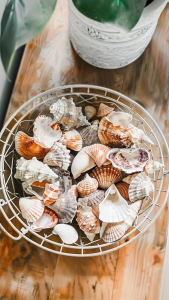 sea shells in a metal basket